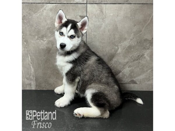 Siberian Husky-Dog-Male-Black / White-31781-Petland Frisco & Mckinney, Texas
