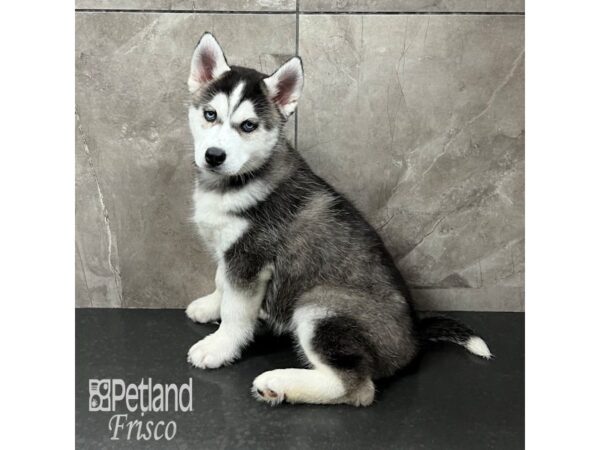 Siberian Husky Dog Male Black / White 31781 Petland Frisco, Texas