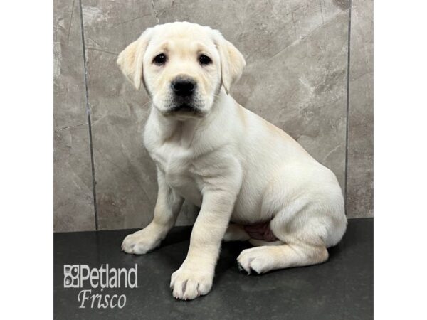 Labrador Retriever-Dog-Female-Yellow-31782-Petland Frisco & Mckinney, Texas