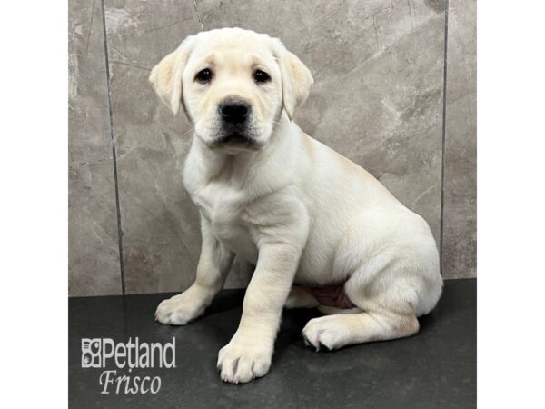 Labrador Retriever Dog Female Yellow 31782 Petland Frisco, Texas