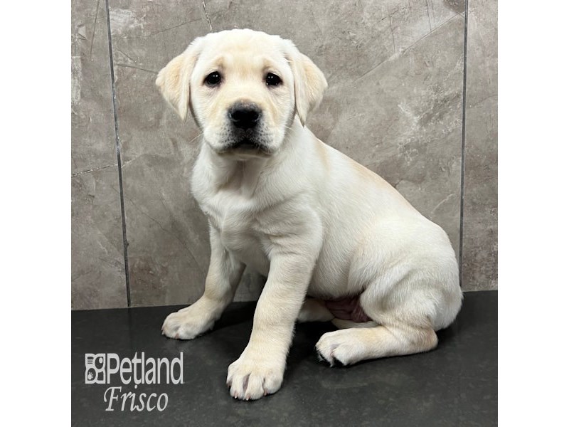 Labrador Retriever Dog Female Yellow 31782
