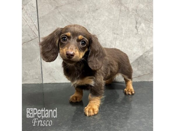 Miniature Dachshund Dog Female Chocolate / Tan 31770 Petland Frisco, Texas