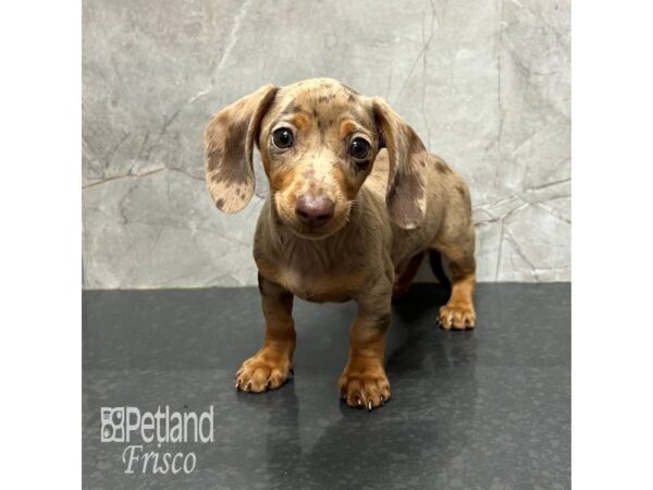 Miniature Dachshund Dog Male Chocolate 31772 Petland Frisco, Texas