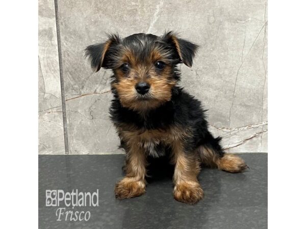 Yorkshire Terrier-Dog-Male-Black / Tan-31768-Petland Frisco & Mckinney, Texas