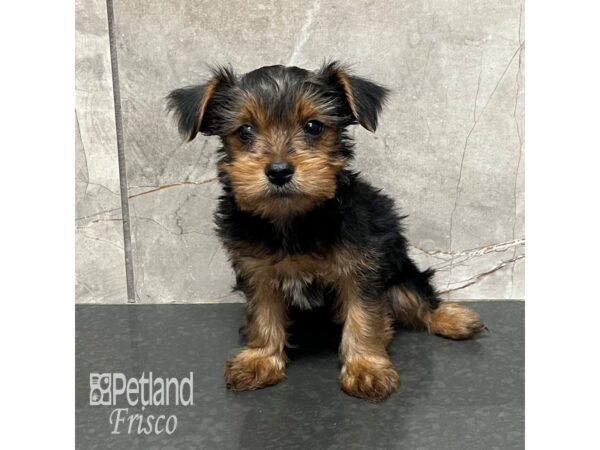 Yorkshire Terrier Dog Male Black / Tan 31768 Petland Frisco, Texas