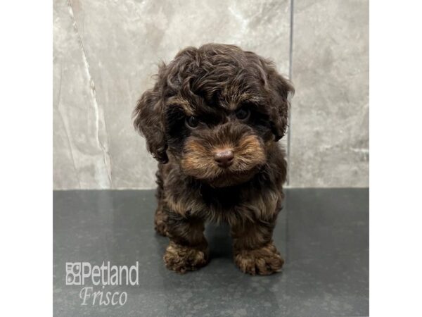 Yorkiepoo-Dog-Male-Chocolate / Tan-31771-Petland Frisco & Mckinney, Texas