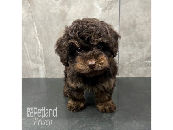 Yorkiepoo Dog Male Chocolate / Tan 31771 Petland Frisco, Texas