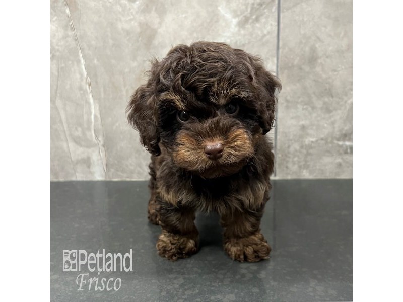 Yorkiepoo Dog Male Chocolate / Tan 31771