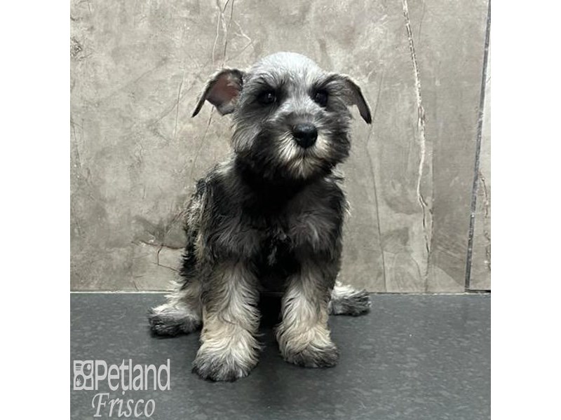 Miniature Schnauzer Dog Male Salt / Pepper 31775