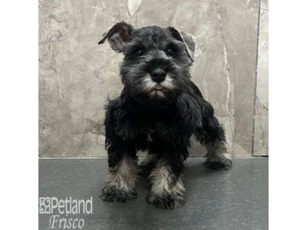 Miniature Schnauzer-Dog-Male-Salt / Pepper-31773-Petland Frisco & Mckinney, Texas