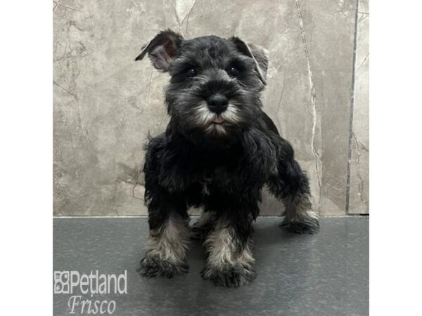 Miniature Schnauzer-Dog-Male-Salt / Pepper-31773-Petland Frisco, Texas