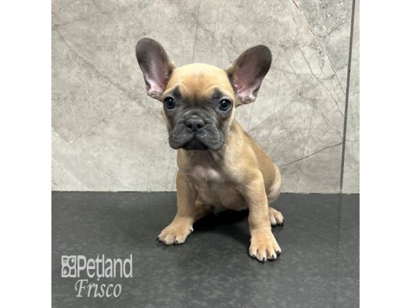 French Bulldog-Dog-Female-Fawn-31785-Petland Frisco & Mckinney, Texas