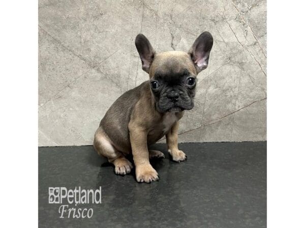 French Bulldog-Dog-Female-Fawn-31786-Petland Frisco, Texas