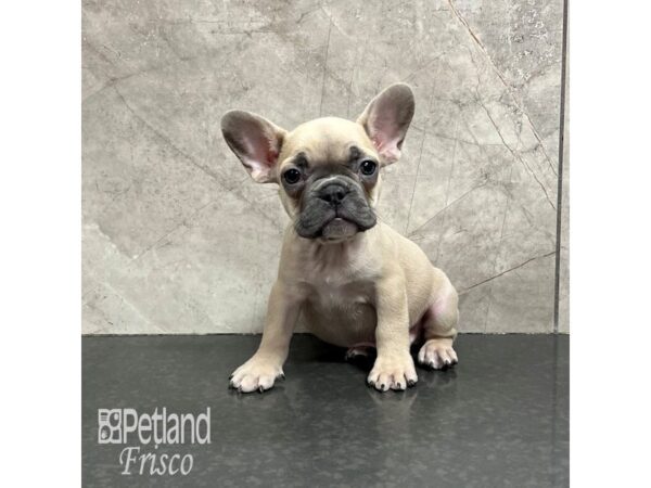 French Bulldog-Dog-Male-Fawn-31787-Petland Frisco, Texas