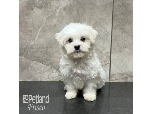 Teddy Bear-Dog-Male-White-31789-Petland Frisco & Mckinney, Texas