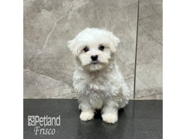 Teddy Bear Dog Male White 31789 Petland Frisco, Texas