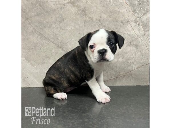 French Bulldog/Boston Terrier Dog Female Black Brindle / White 31792 Petland Frisco, Texas