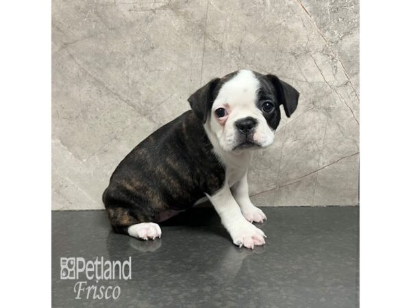 French Bulldog/Boston Terrier-Dog-Female-Black Brindle / White-31792-Petland Frisco & Mckinney, Texas