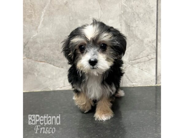 Havanese/Silky Terrier Dog Female Black / Tan 31797 Petland Frisco, Texas