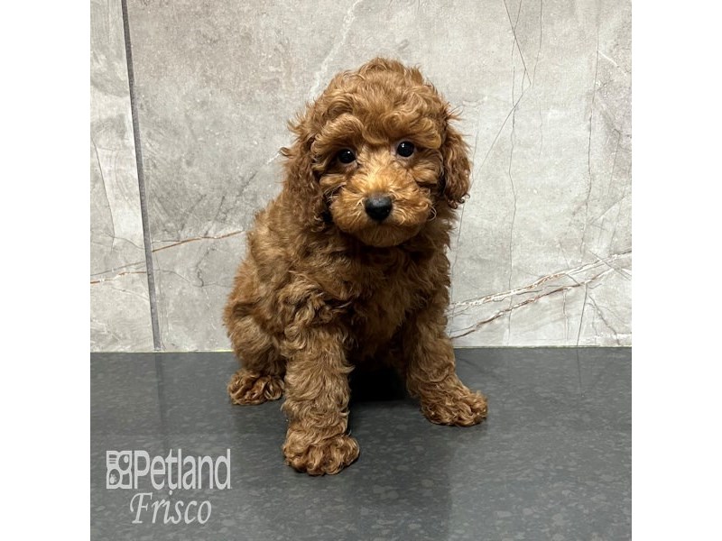 Poodle Dog Male Red 31800