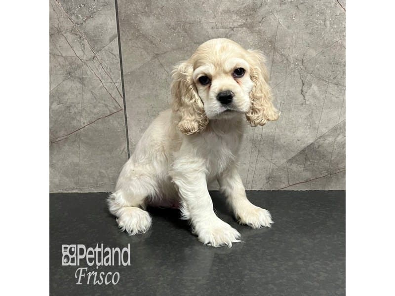 Cocker Spaniel Puppy Buff & White ID:8625 Located at Petland San Antonio, TX