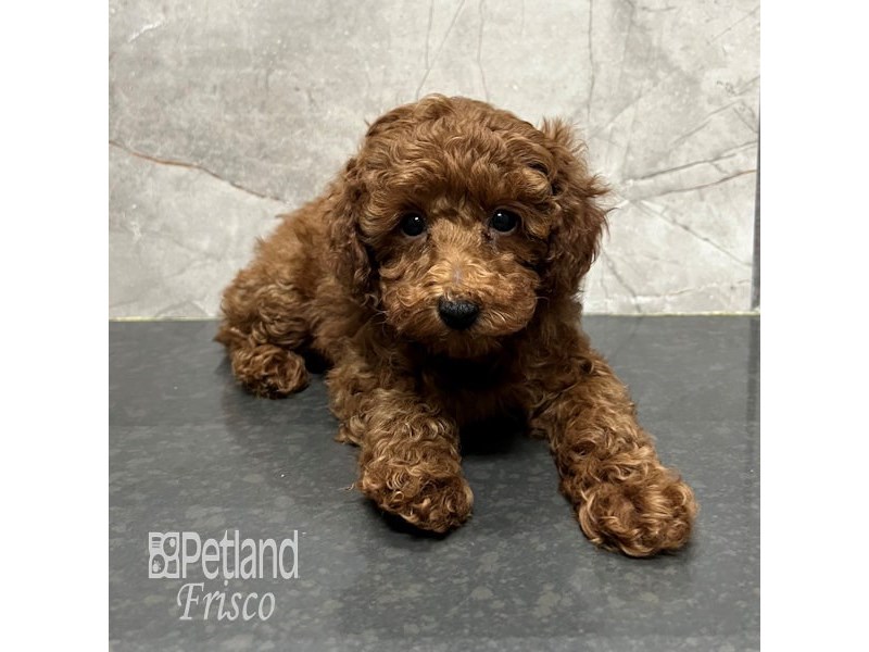 Poodle Dog Female Red 31806