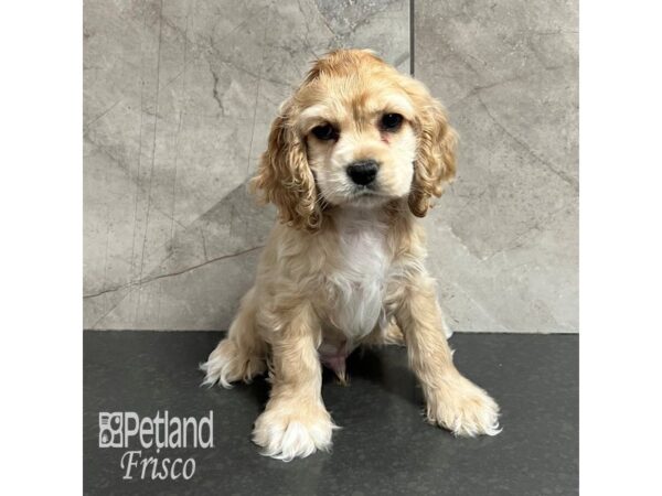 Cocker Spaniel-Dog-Male-Buff-31807-Petland Frisco & Mckinney, Texas