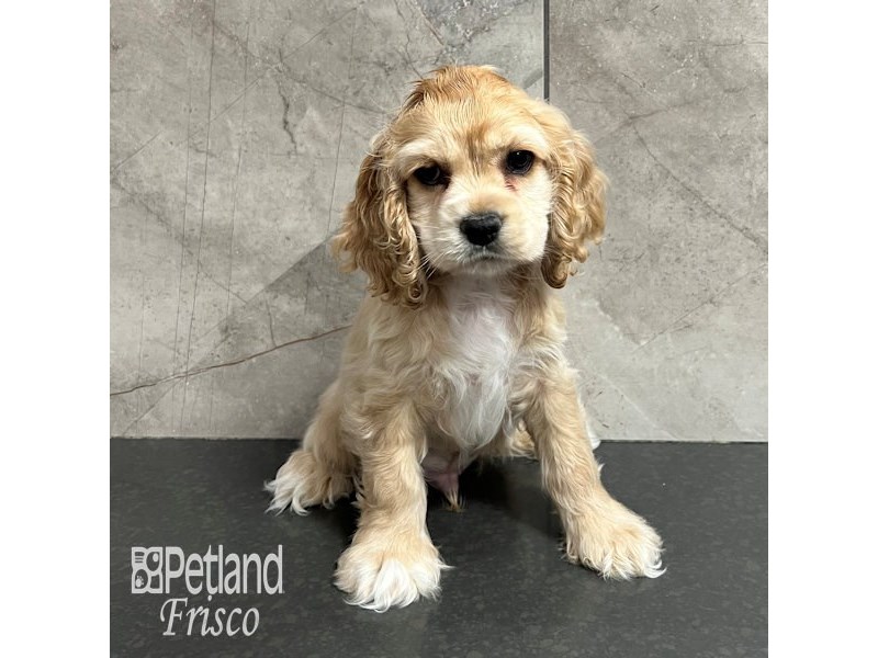 Cocker Spaniel Dog Male Buff 31807