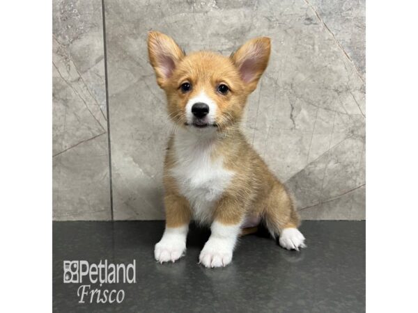 Pembroke Welsh Corgi Dog Female Red and White 31815 Petland Frisco, Texas