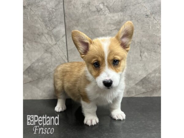 Pembroke Welsh Corgi-Dog-Male-Tri-31816-Petland Frisco, Texas