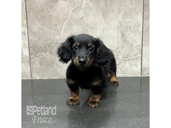 Miniature Dachshund-Dog-Female-Black / Tan-31809-Petland Frisco, Texas