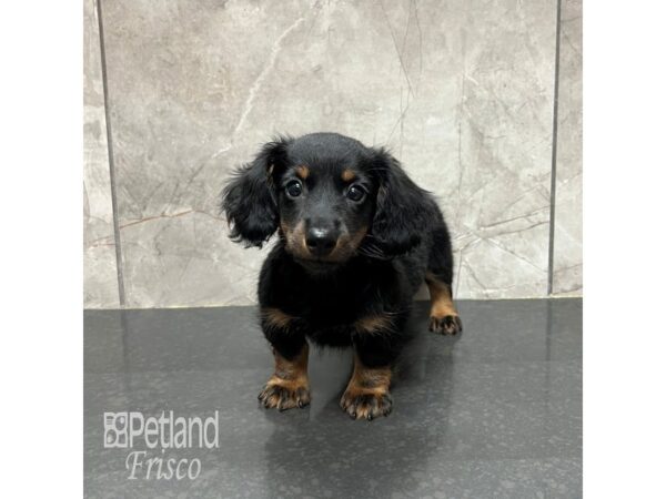 Miniature Dachshund Dog Female Black / Tan 31809 Petland Frisco, Texas