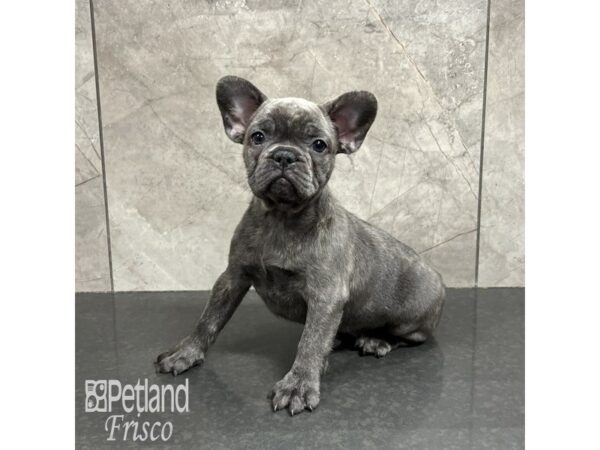 French Bulldog-Dog-Female-Blue Brindle-31818-Petland Frisco & Mckinney, Texas