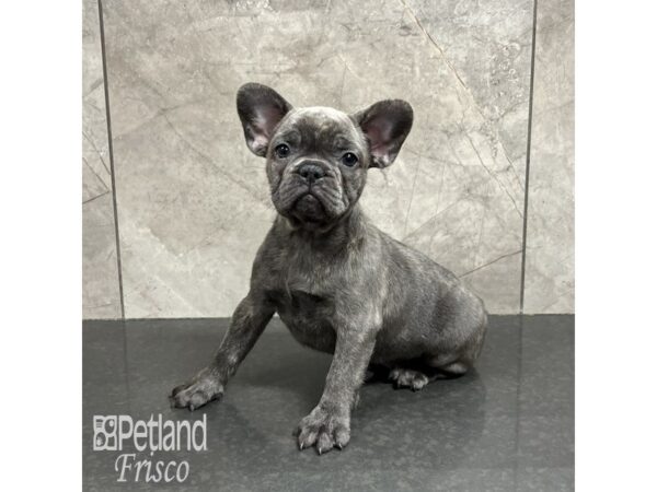 French Bulldog Dog Female Blue Brindle 31818 Petland Frisco, Texas