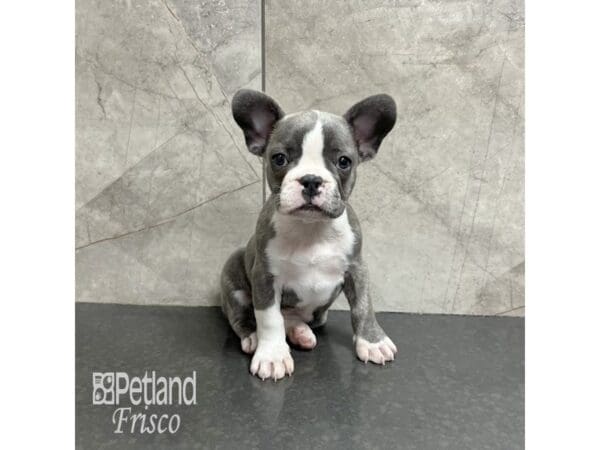 French Bulldog-Dog-Female-Blue Merle-31819-Petland Frisco, Texas