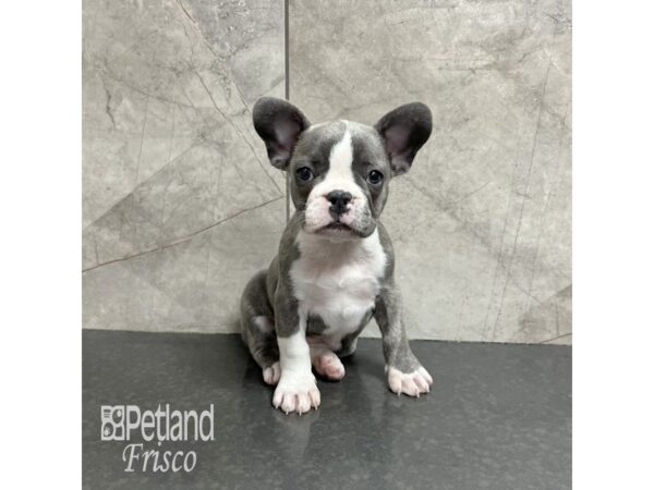 French Bulldog-Dog-Female-Blue Merle-31819-Petland Frisco & Mckinney, Texas