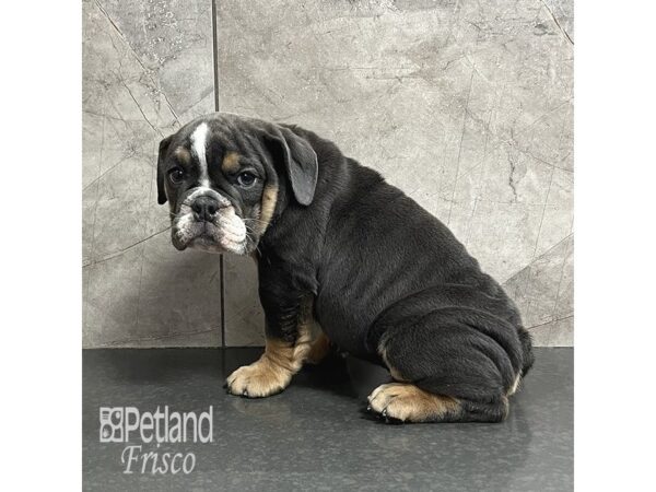 English Bulldog-Dog-Male-Blue and Black-31822-Petland Frisco & Mckinney, Texas