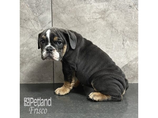 English Bulldog-Dog-Male-Blue and Black-31822-Petland Frisco, Texas