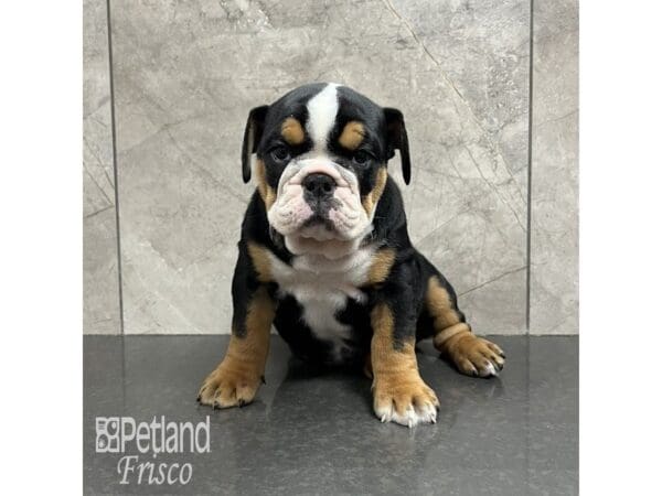 English Bulldog-Dog-Female-Black, White and Tan-31821-Petland Frisco, Texas