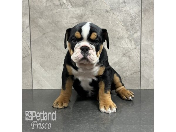 English Bulldog-Dog-Female-Black, White and Tan-31821-Petland Frisco, Texas