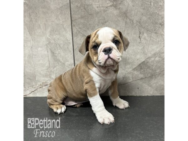 English Bulldog Dog Female Red and White 31820 Petland Frisco, Texas