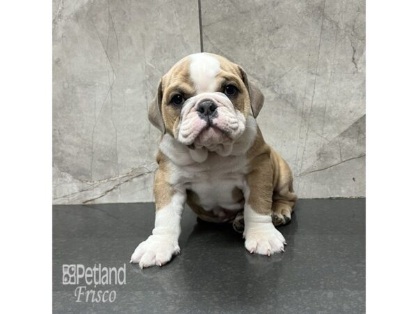 English Bulldog Dog Female Red and White 31823 Petland Frisco, Texas