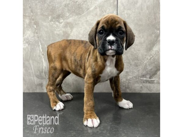 Boxer Dog Female Fawn / White 31824 Petland Frisco, Texas