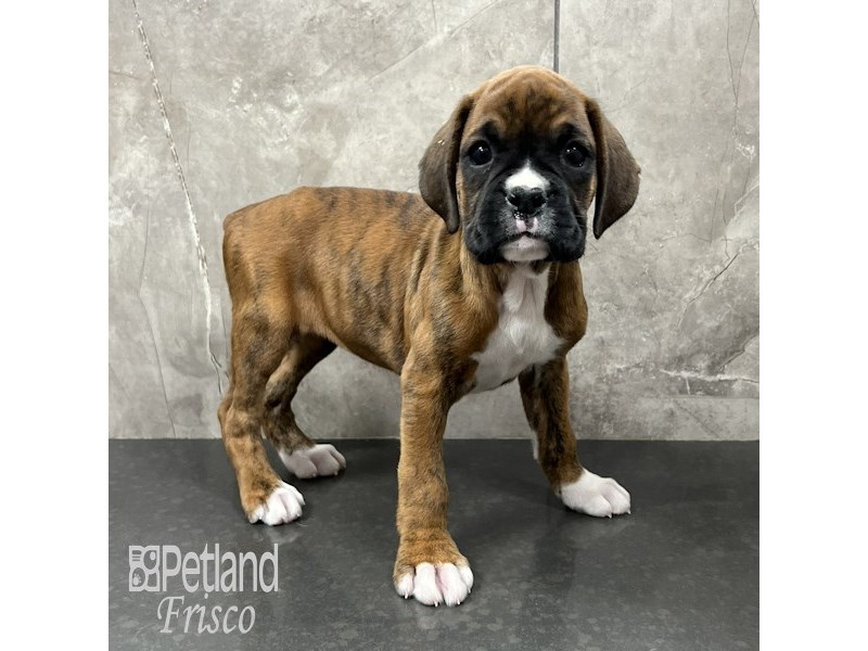 Boxer Dog Female Fawn / White 31824