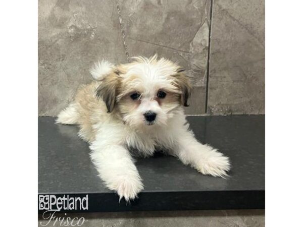 Teddy Bear-Dog-Female-Sable / White-31679-Petland Frisco & Mckinney, Texas