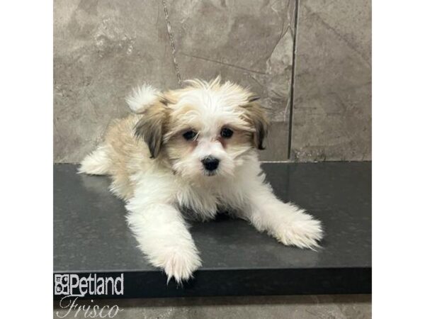 Teddy Bear-Dog-Female-Sable / White-31679-Petland Frisco, Texas