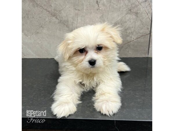 Teddy Bear Pom-Dog-Female-Cream-31721-Petland Frisco, Texas