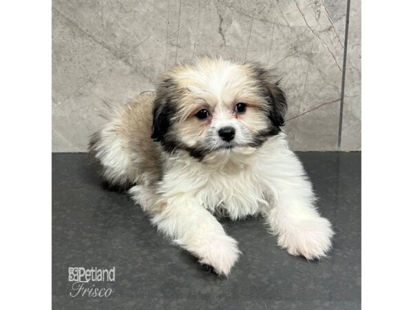 Teddy Bear Pom-Dog-Female-Sable-31723-Petland Frisco, Texas