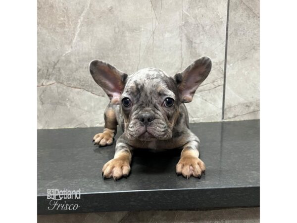 French Bulldog Dog Male Blue Merle 31704 Petland Frisco, Texas