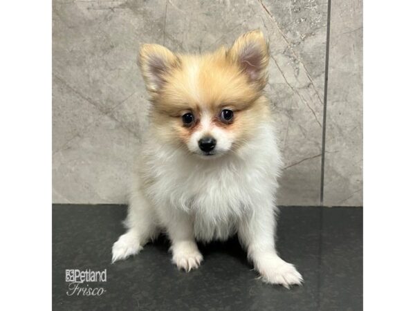 Pomeranian Dog Male Sable / White 31730 Petland Frisco, Texas